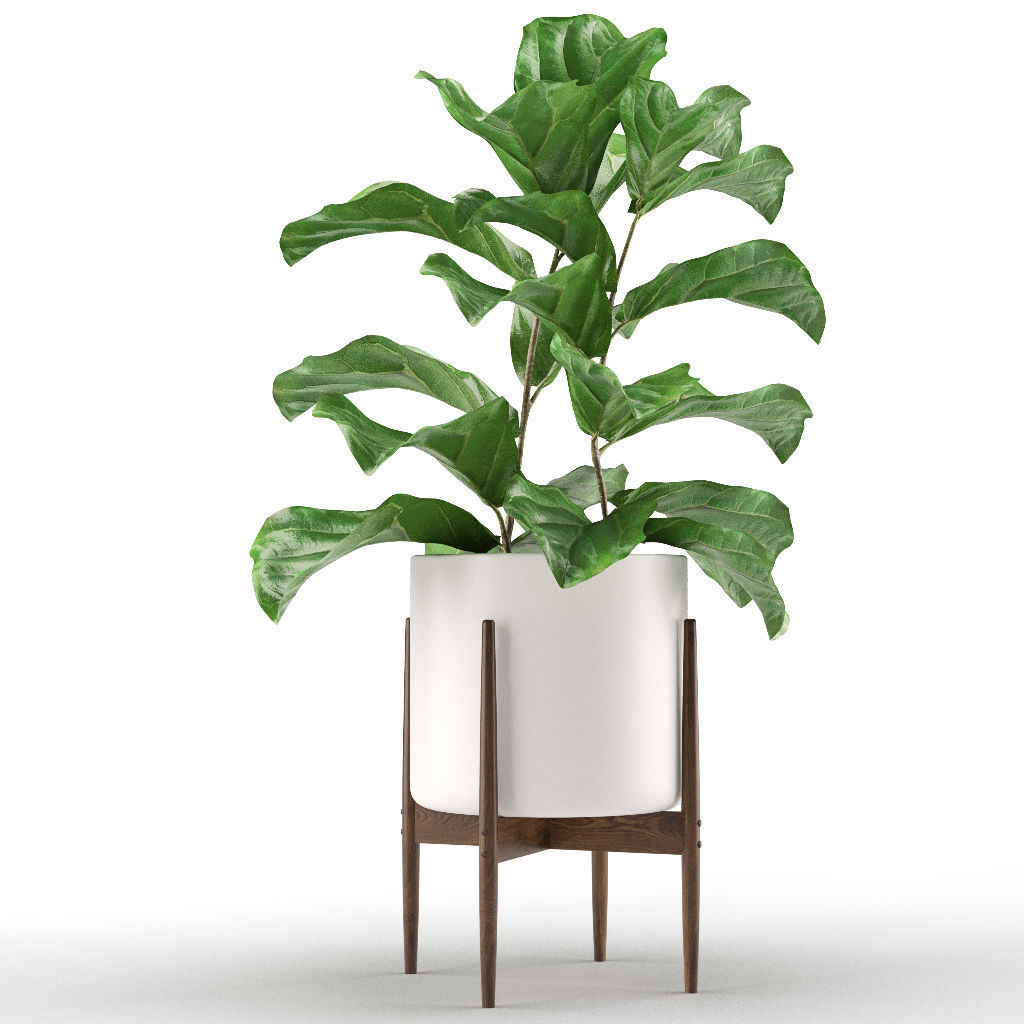Plant 012 - Ficus Lyrata 3D model_5