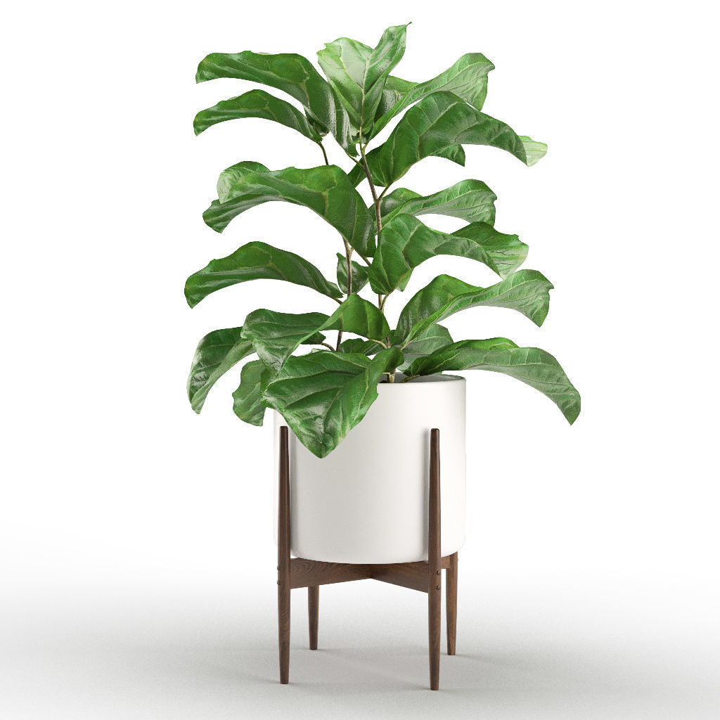 Plant 012 - Ficus Lyrata 3D model_1