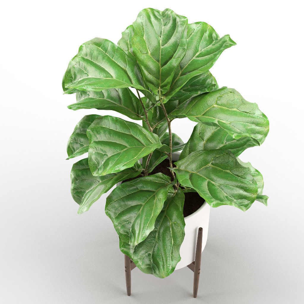 Plant 012 - Ficus Lyrata 3D model_3
