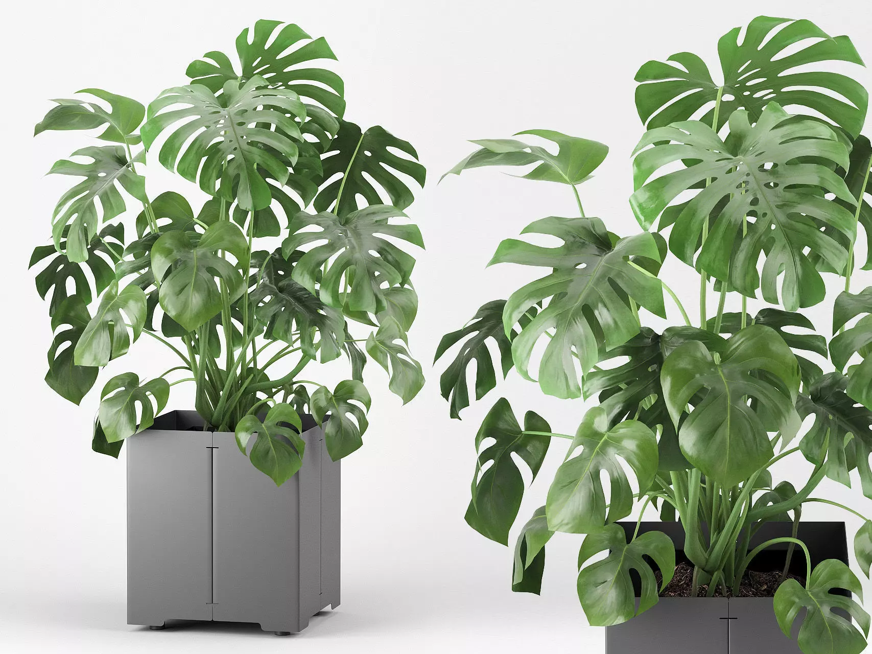 Monstera tree in a pot 3D model