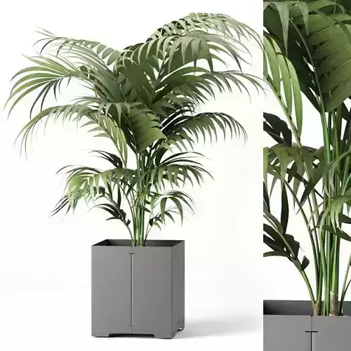 Palm tree in a pot 3D model