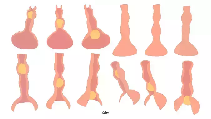 Peristalsis Function 3D model 6