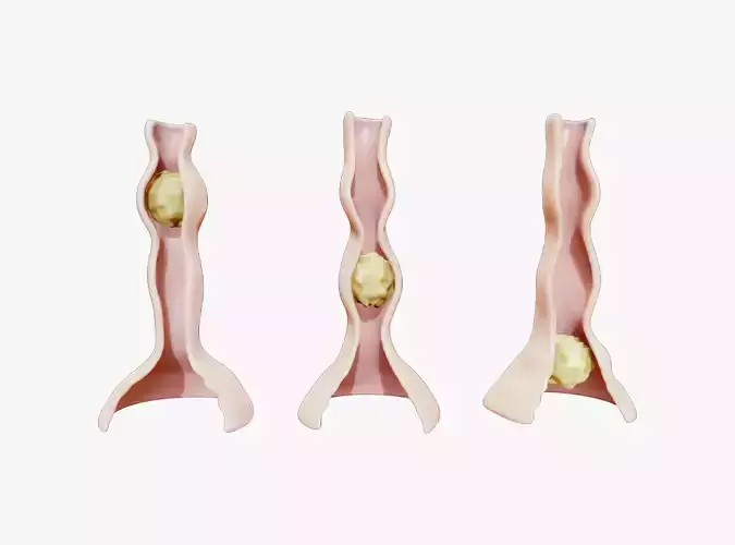 Peristalsis Function