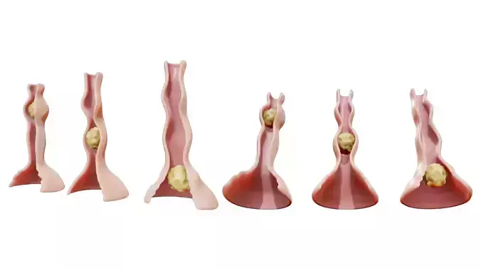 Peristalsis Function 3D model 3