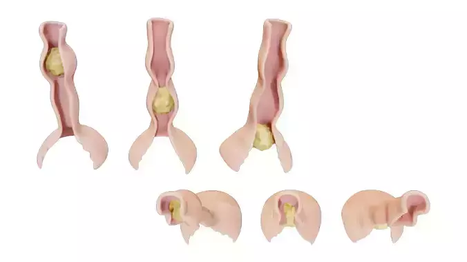 Peristalsis Function 3D model 4