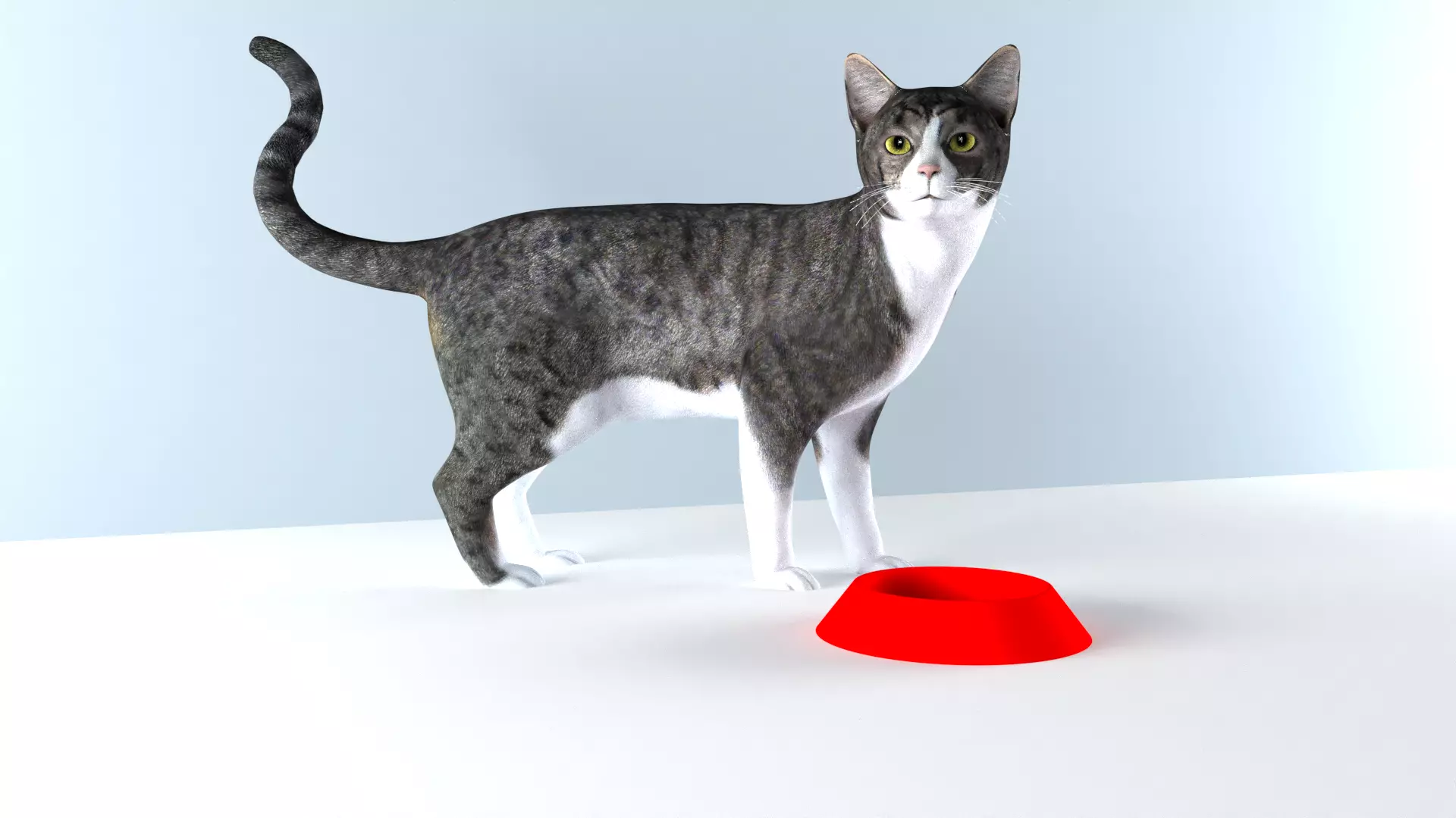 FOOD BOWL Plastic Bowl 3D model For Cat And Dog  3D print model_0