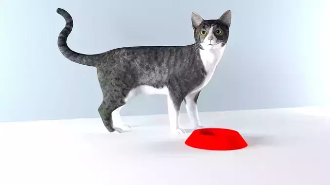 FOOD BOWL Plastic Bowl 3D model For Cat And Dog 