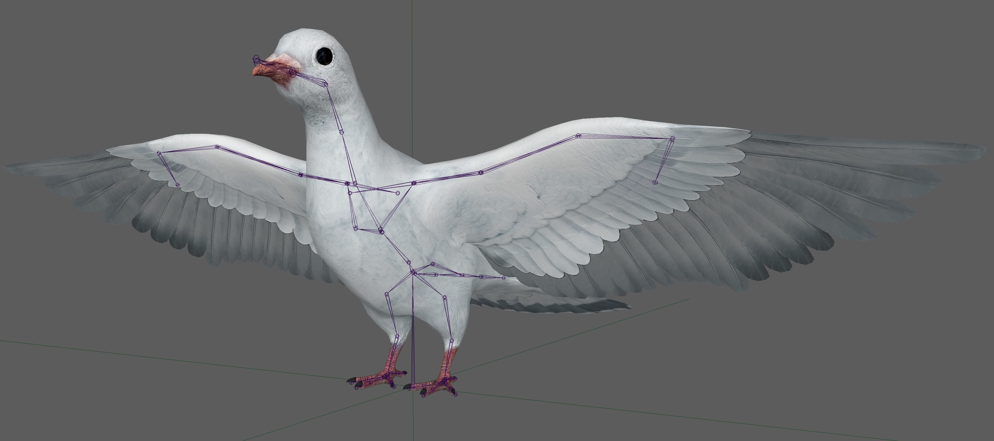 Dove White Pigeon  Low-poly 3D model_9
