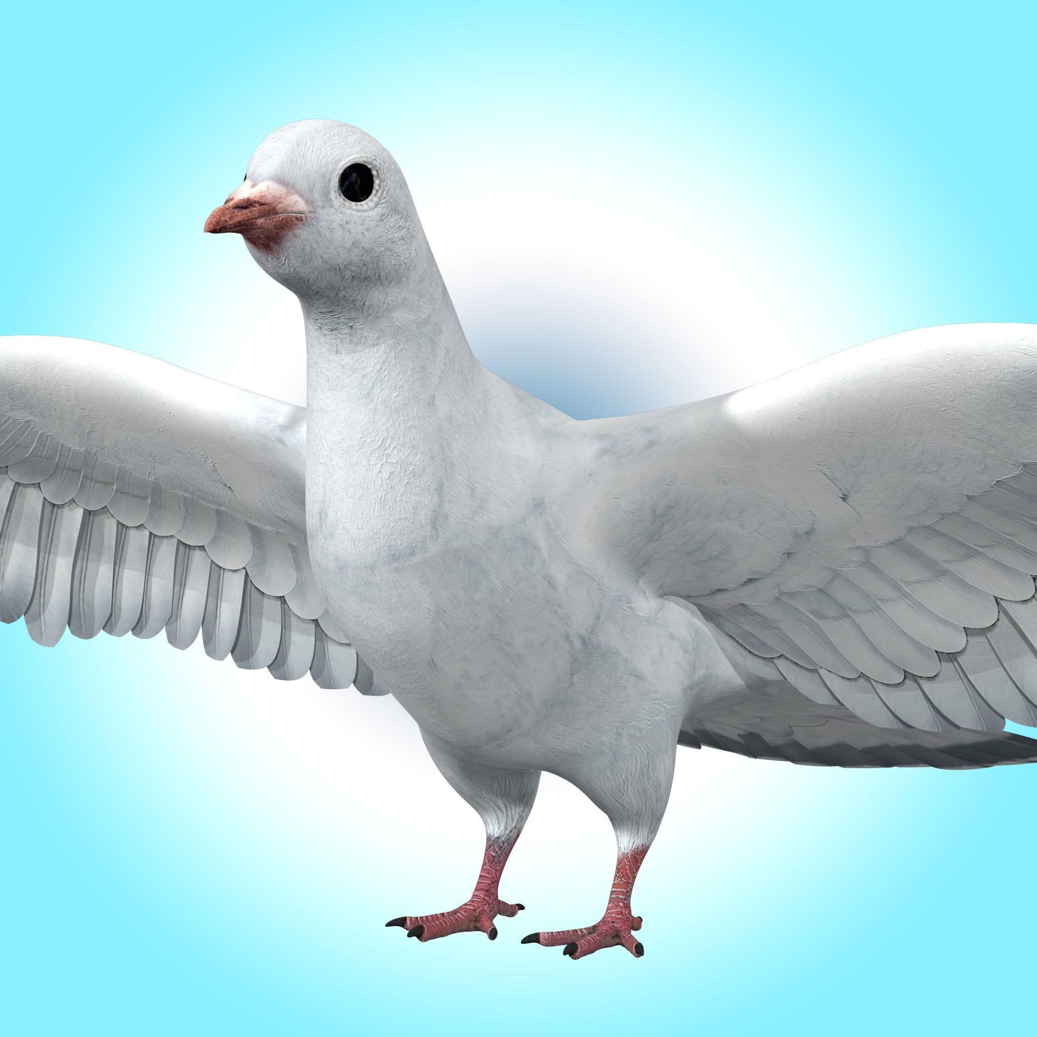 Dove White Pigeon  Low-poly 3D model_3