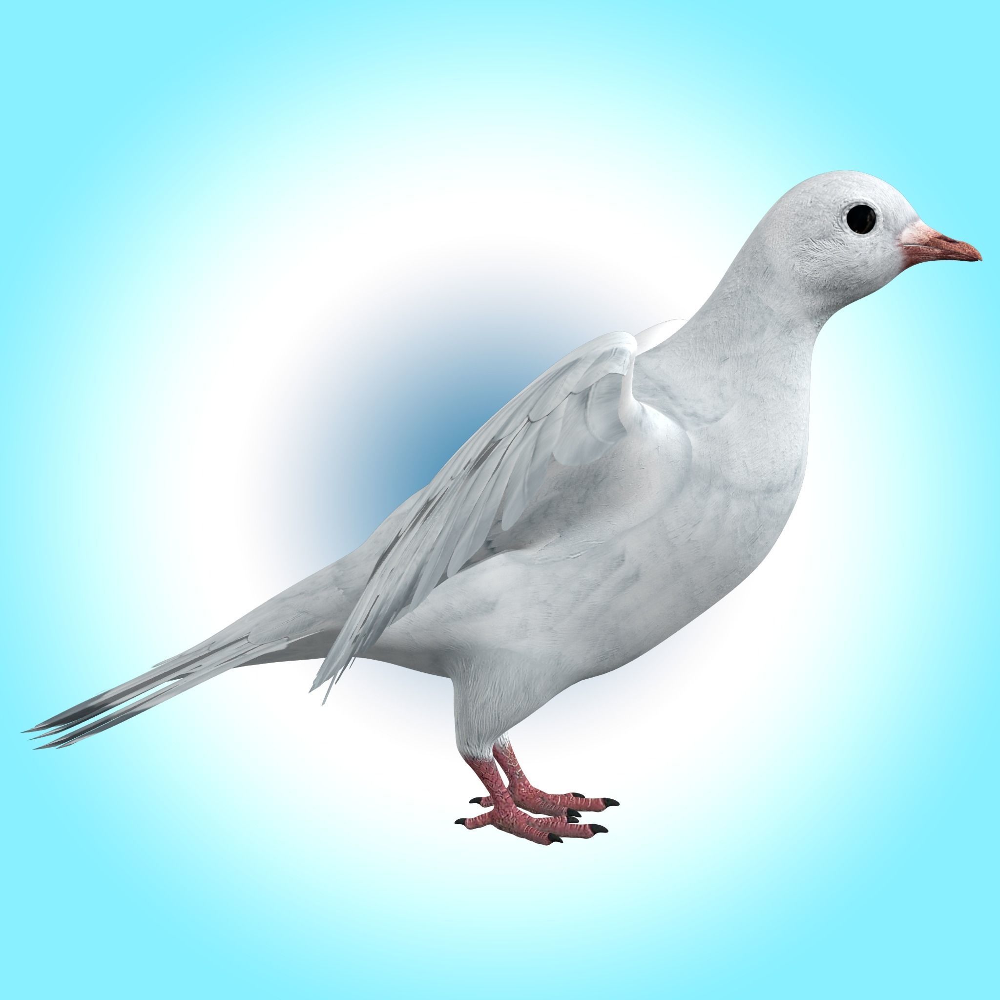 Dove White Pigeon  Low-poly 3D model_6
