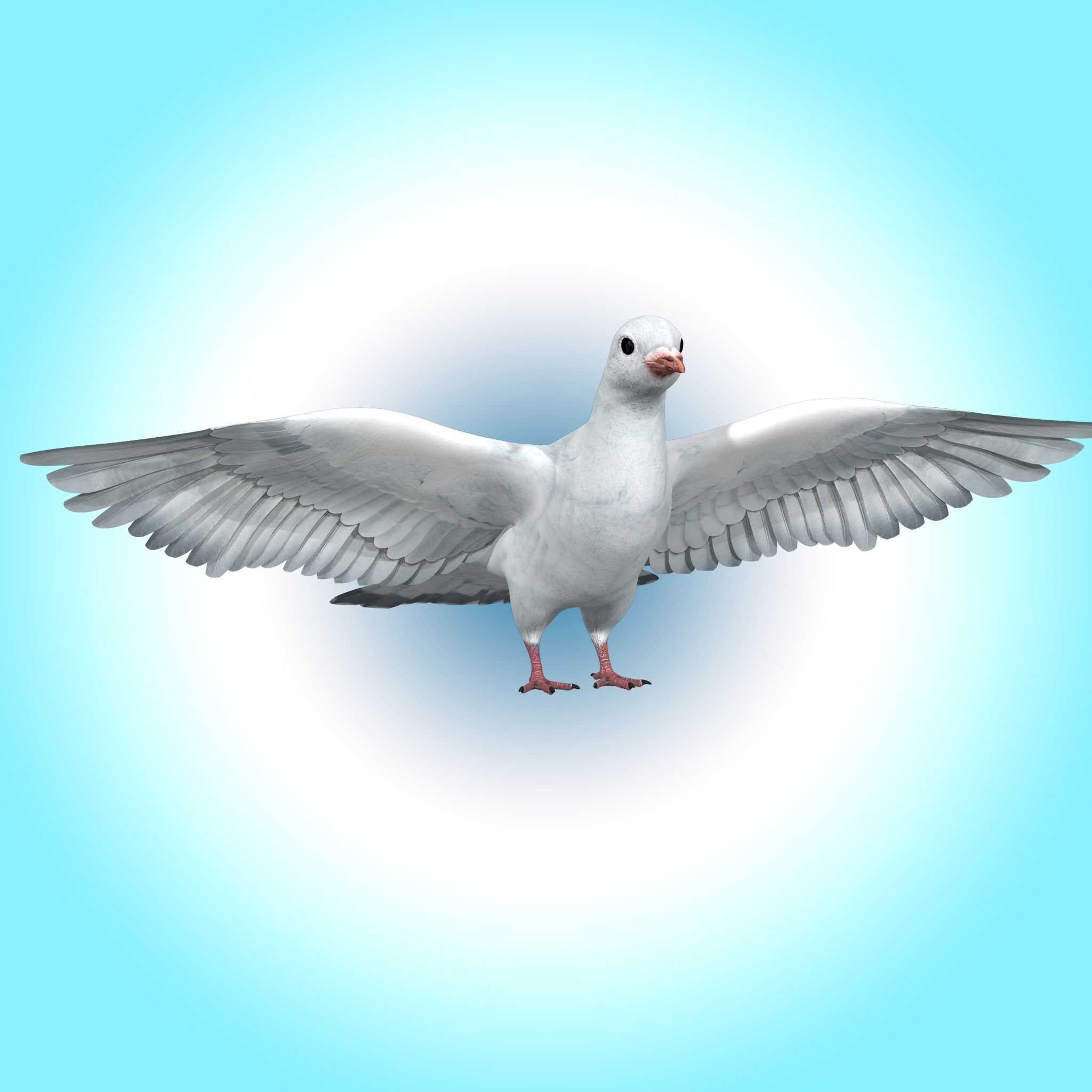 Dove White Pigeon  Low-poly 3D model_2