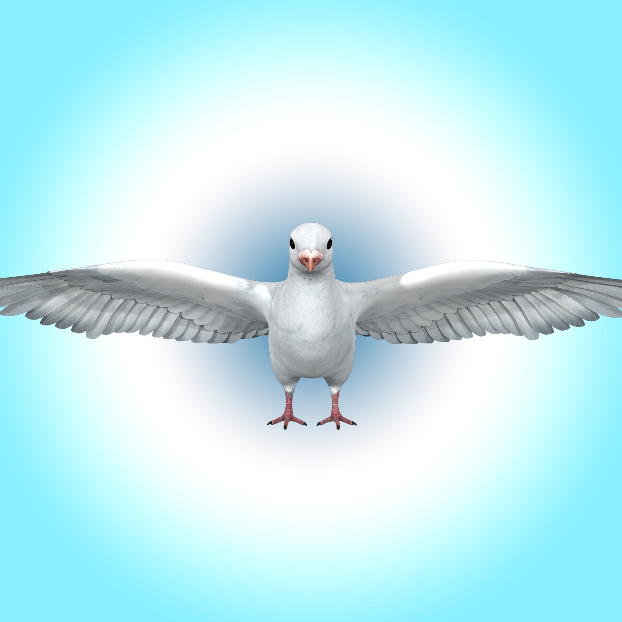 Dove White Pigeon  Low-poly 3D model_7