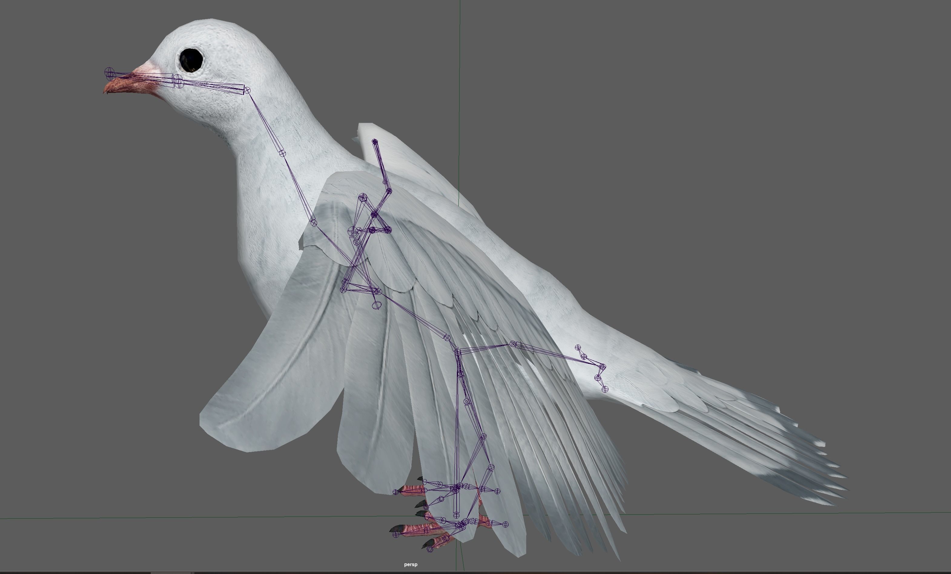 Dove White Pigeon  Low-poly 3D model_22