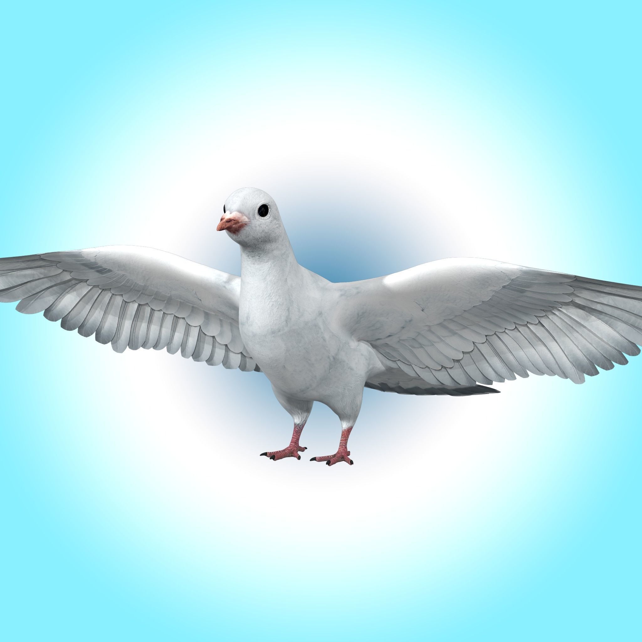 Dove White Pigeon  Low-poly 3D model_1