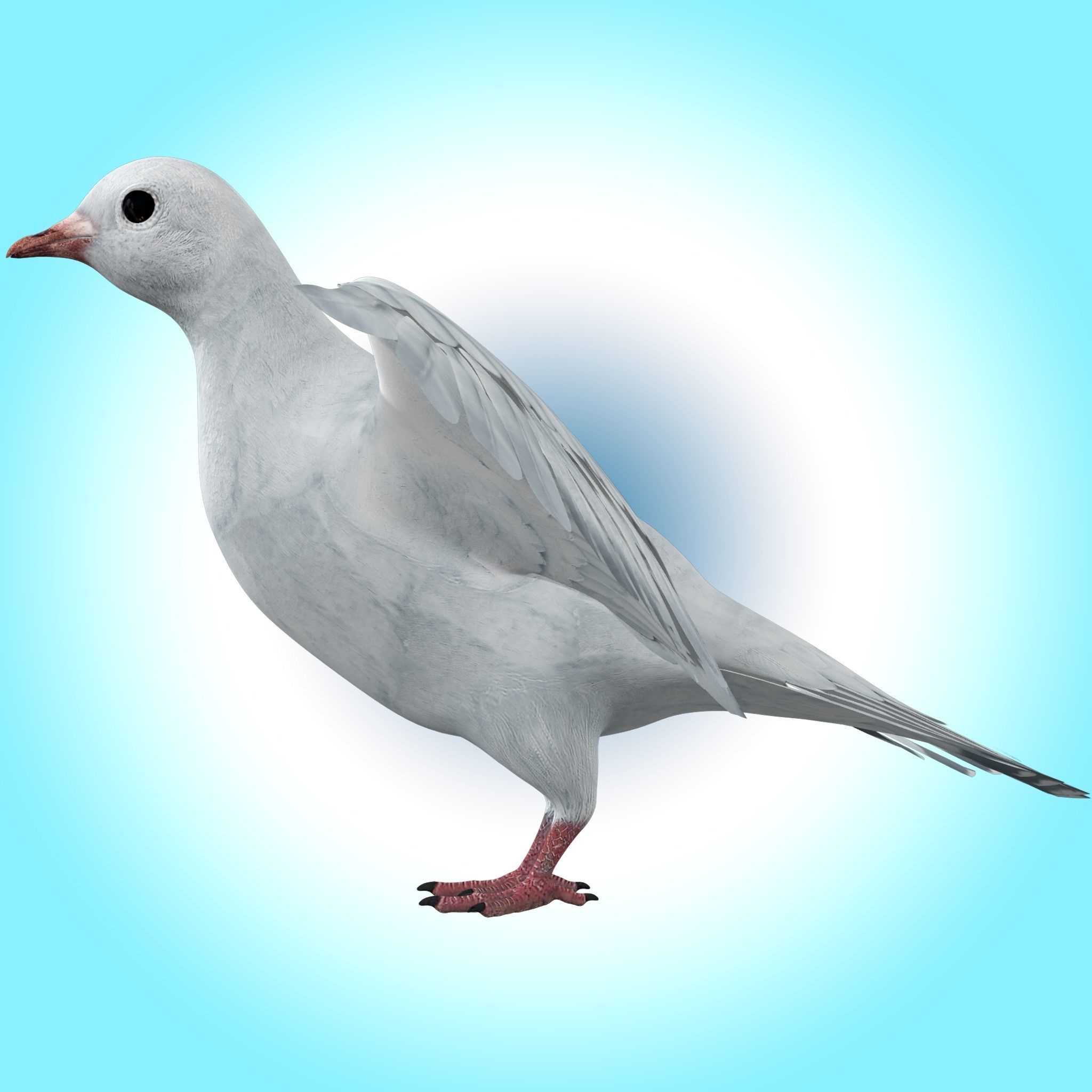 Dove White Pigeon  Low-poly 3D model_5
