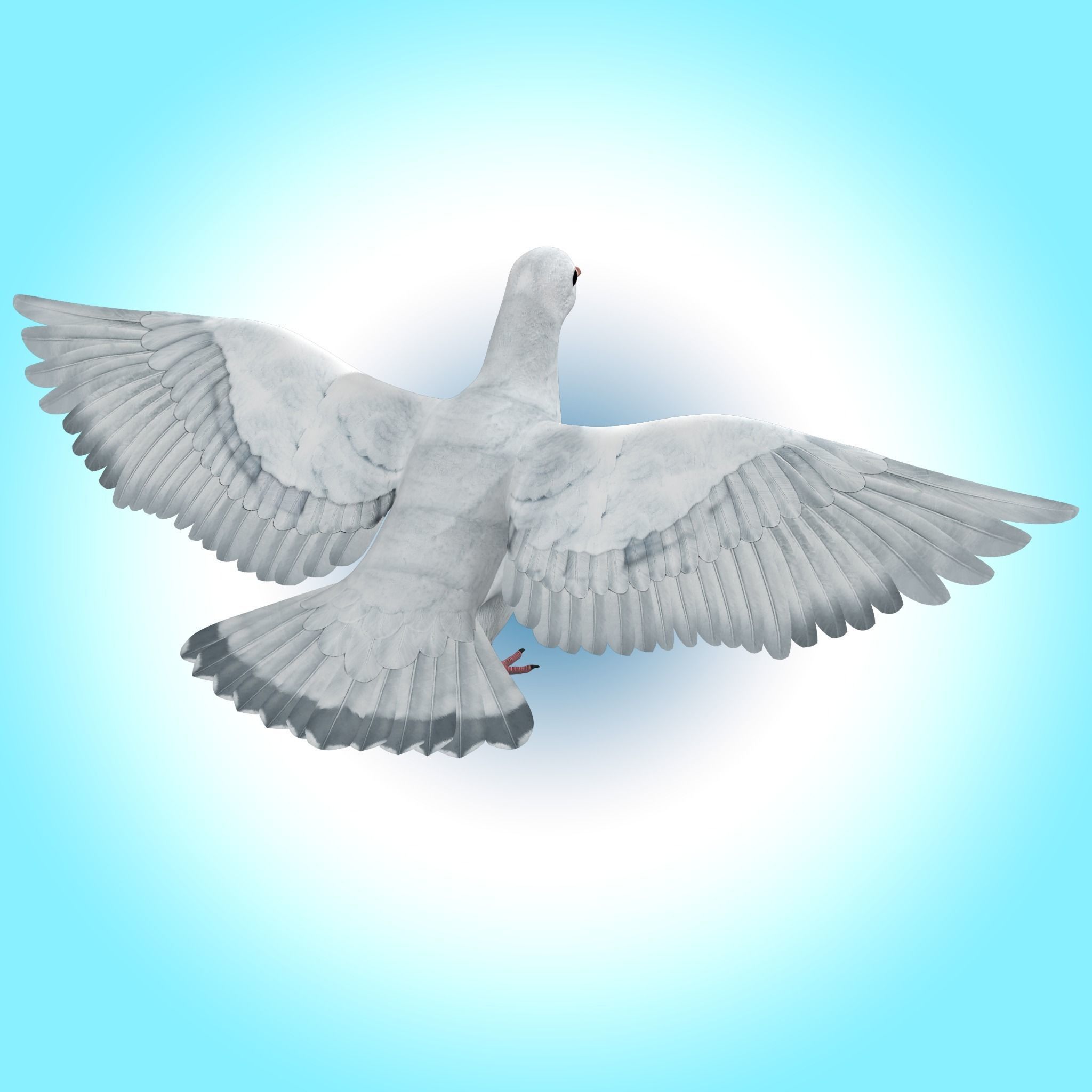 Dove White Pigeon  Low-poly 3D model_4
