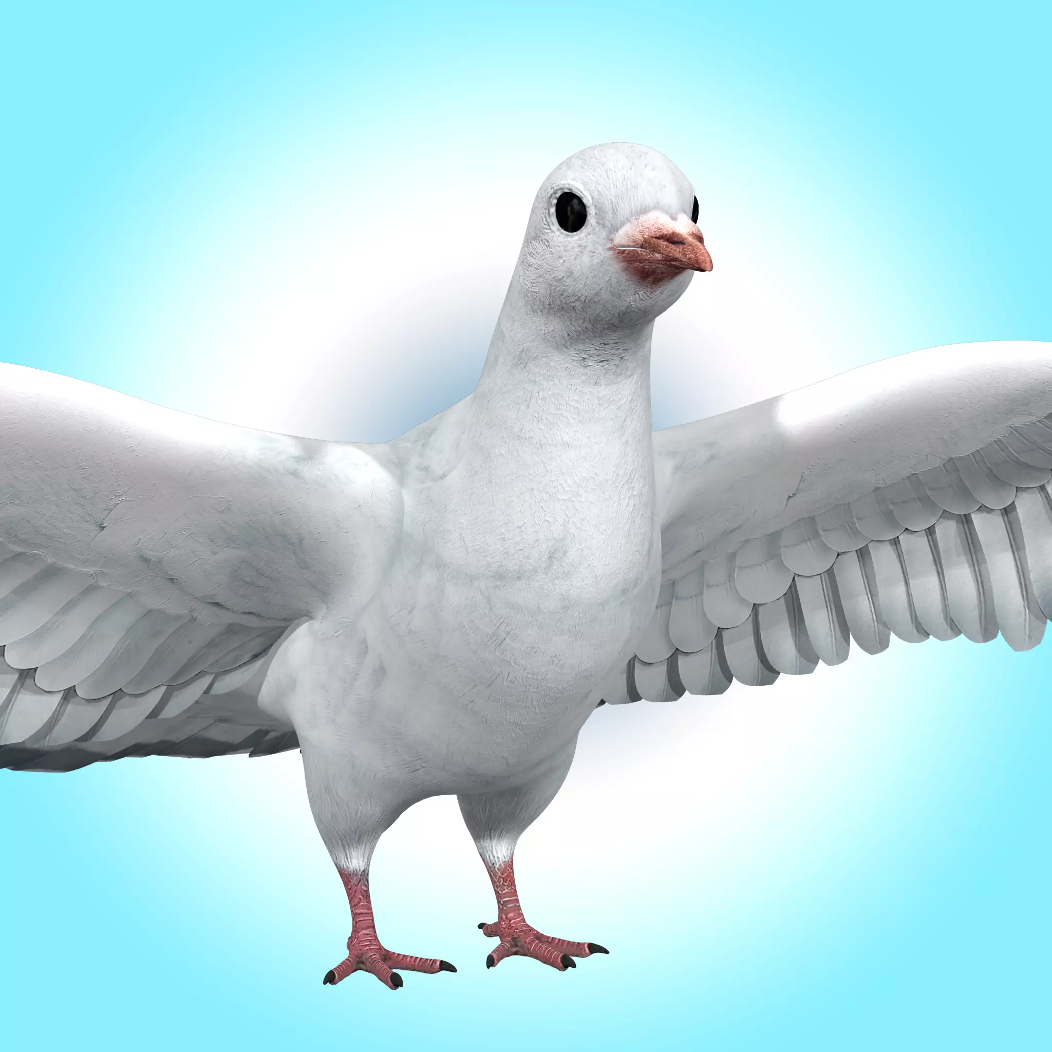 Dove White Pigeon  Low-poly 3D model_0
