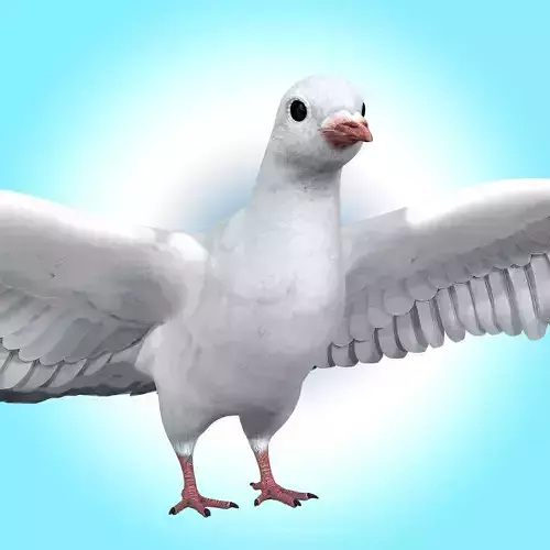 Dove White Pigeon  Low-poly 3D model
