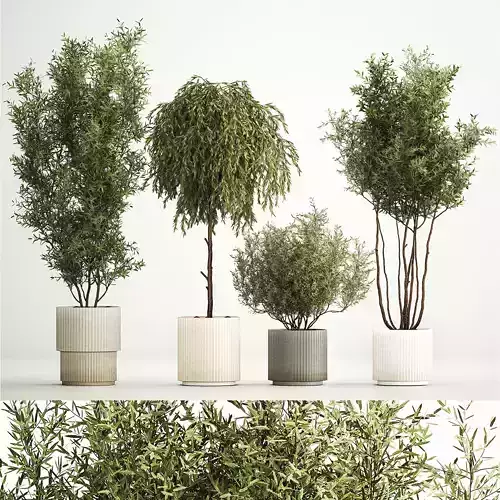 Decorative trees in flowerpots Olive and Elaeagnus 221