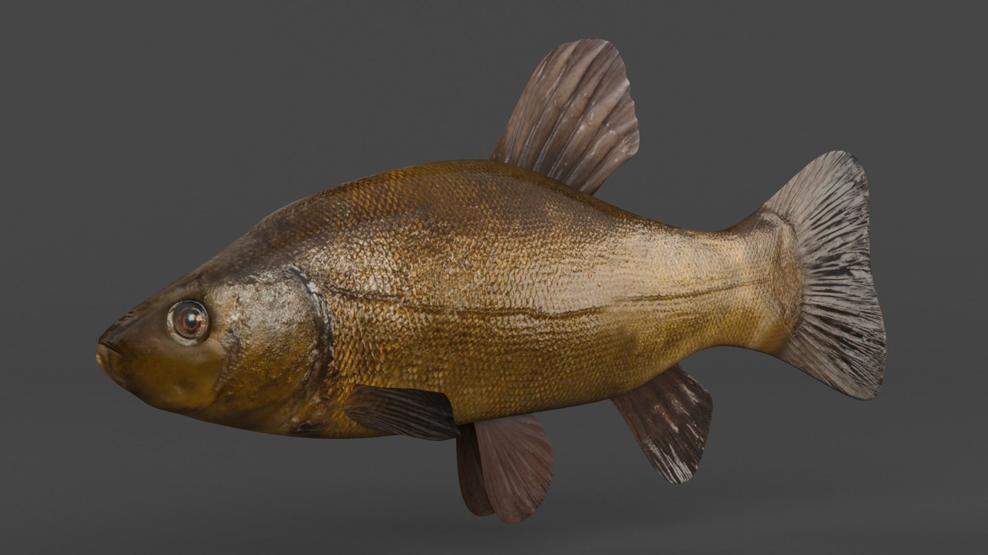 Tench Fish 3D model_2