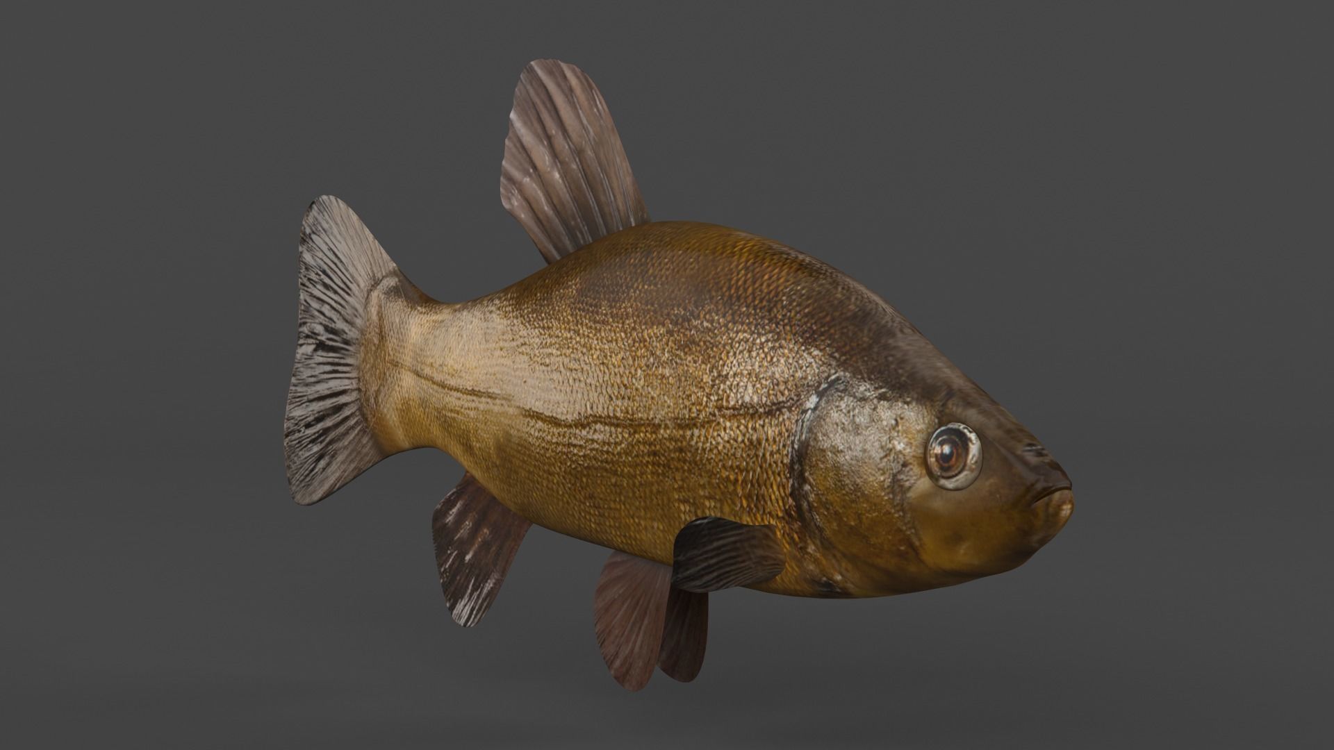 Tench Fish 3D model_4