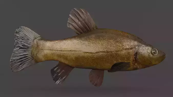 Tench Fish