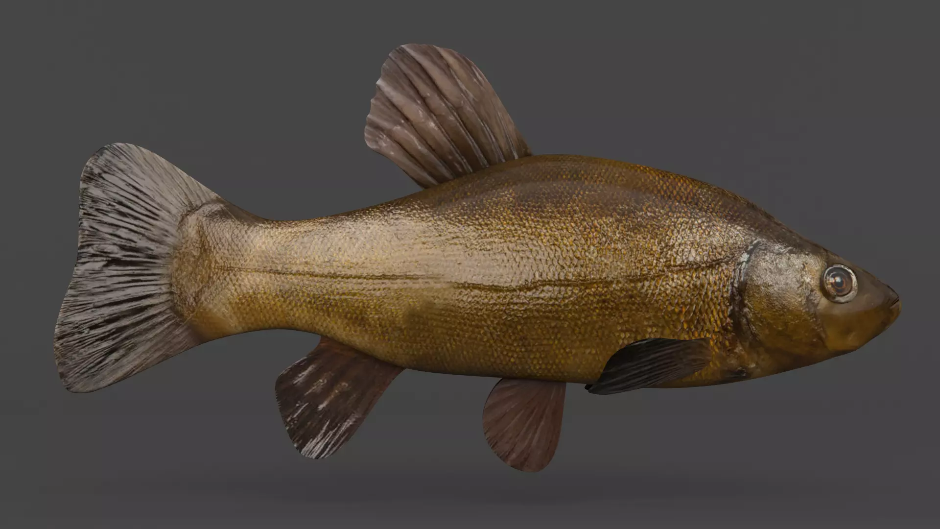 Tench Fish 3D model_0