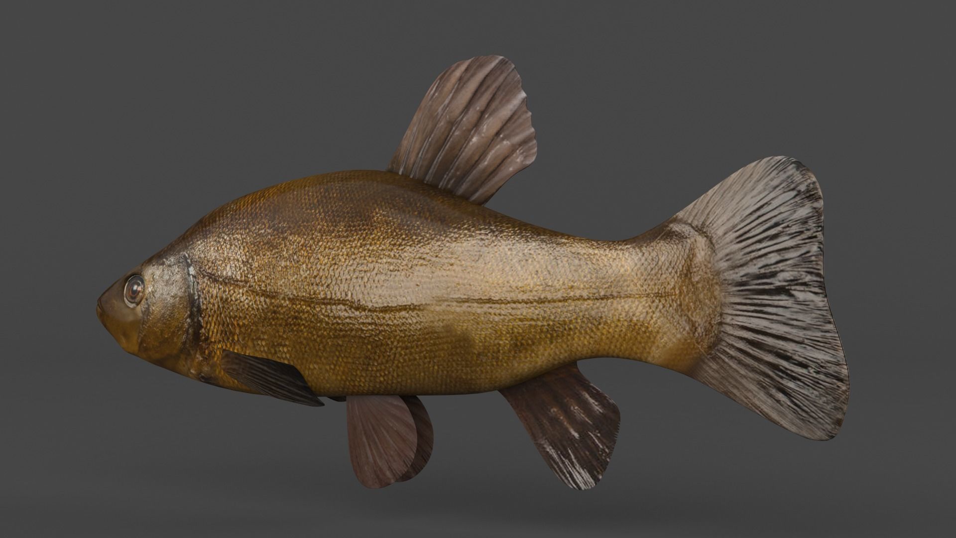 Tench Fish 3D model_5