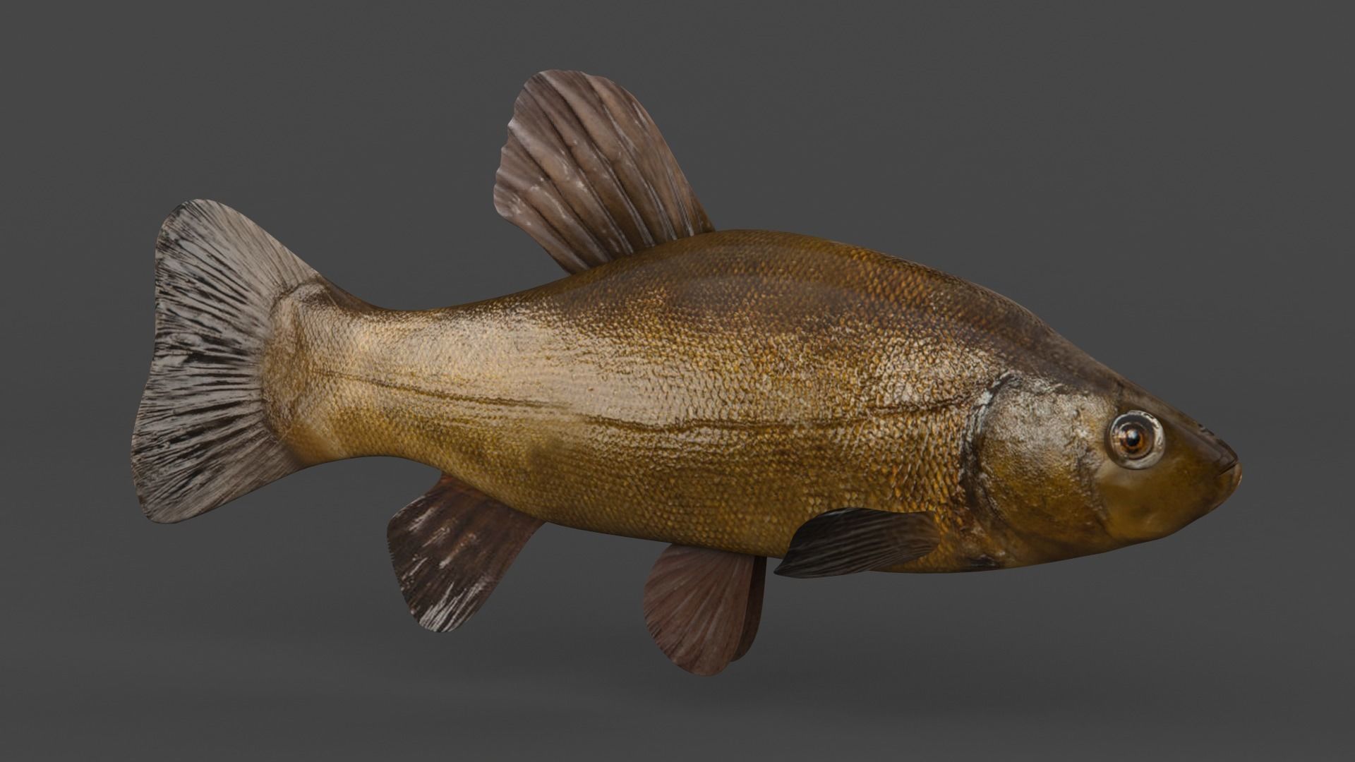 Tench Fish 3D model_1
