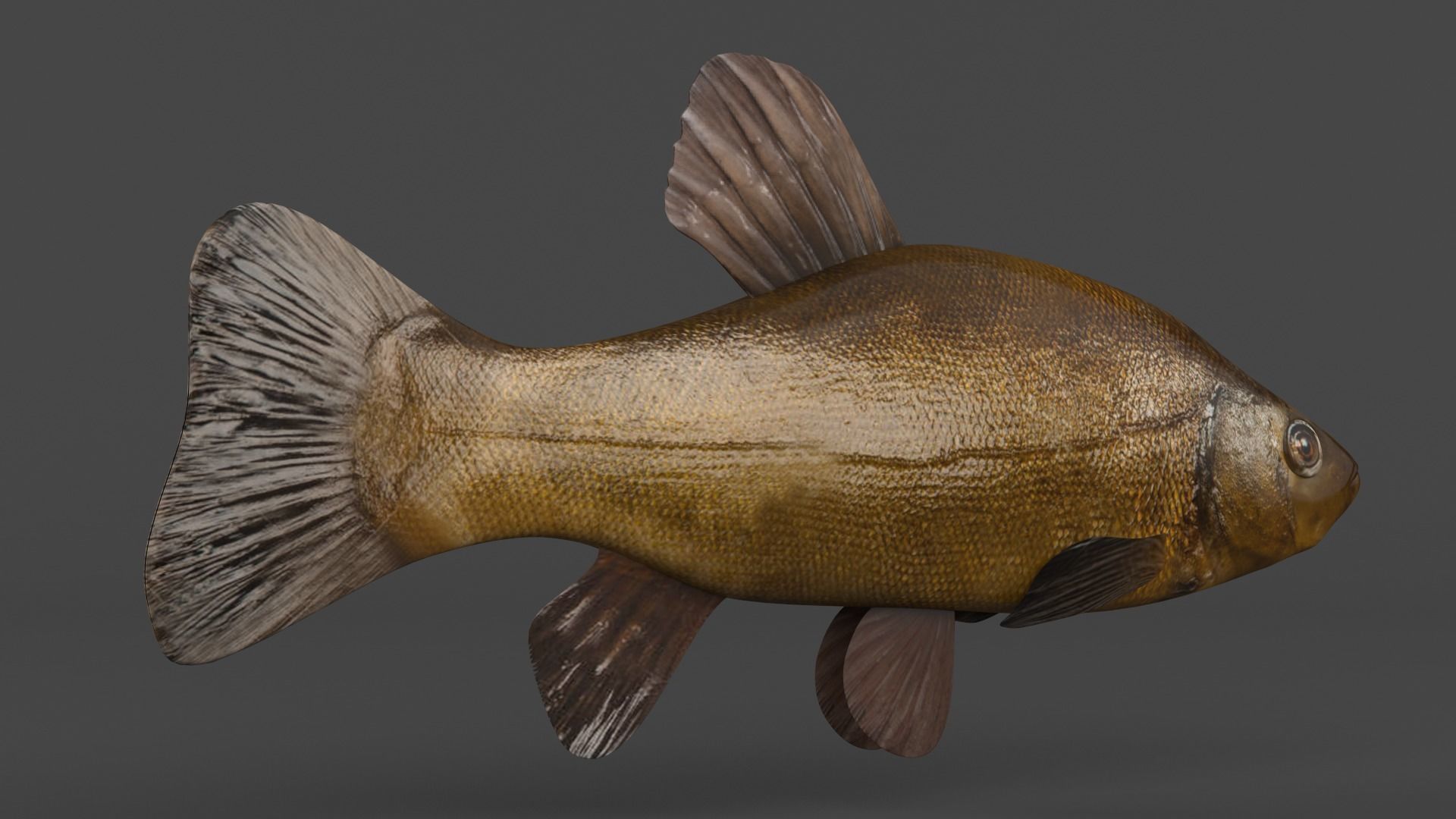 Tench Fish 3D model_3
