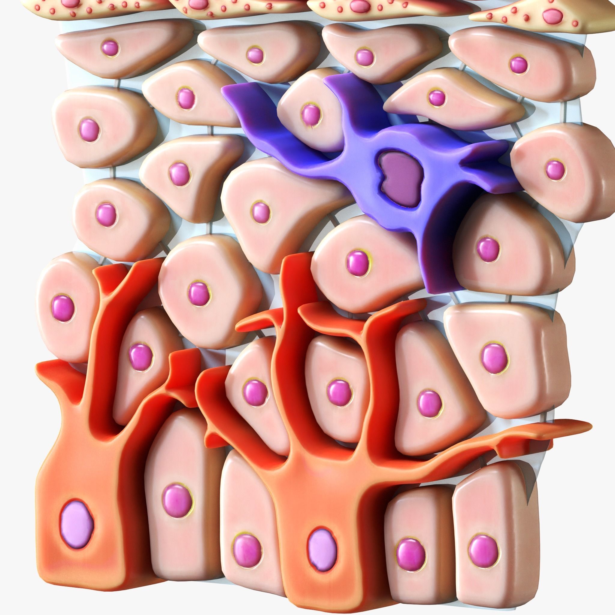 Epidermis Cross Section 3D model_3