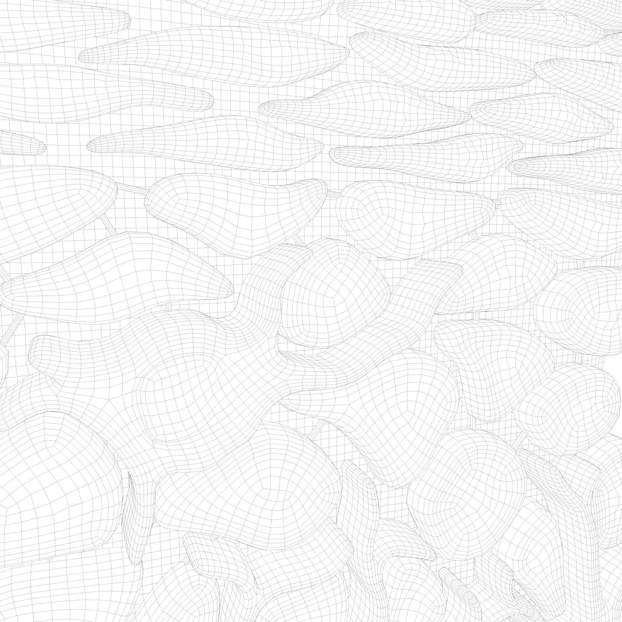 Epidermis Cross Section 3D model_10