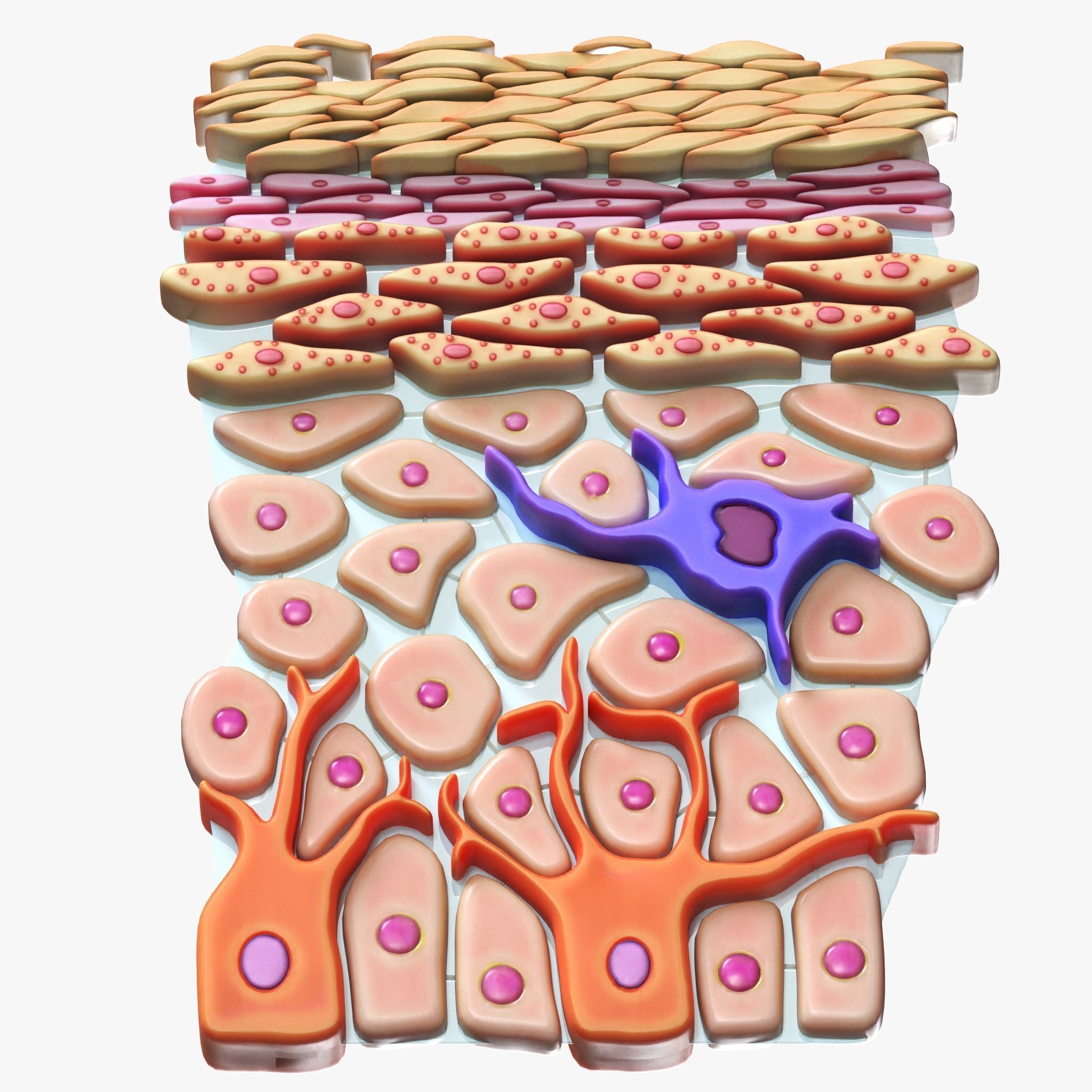 Epidermis Cross Section 3D model_6