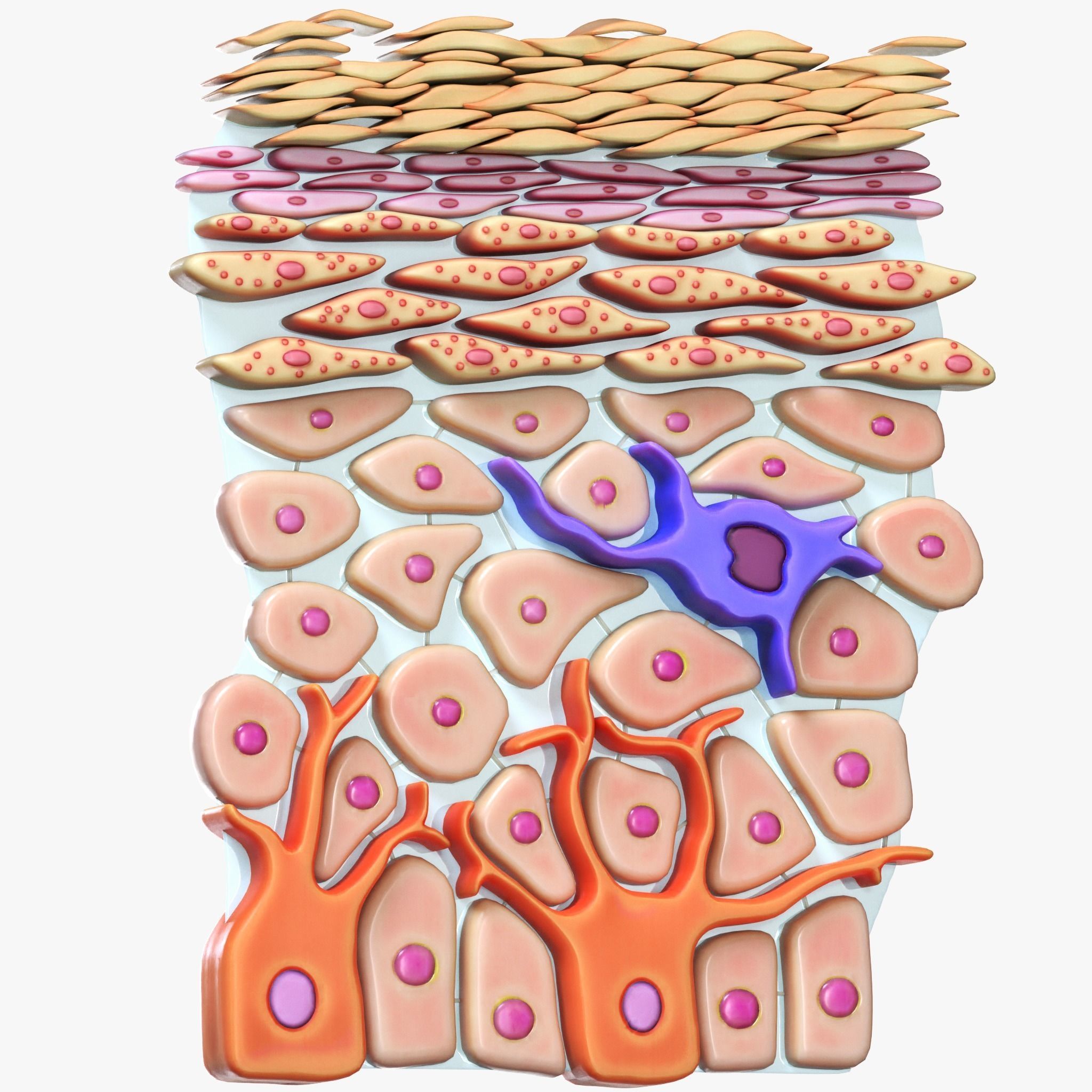 Epidermis Cross Section 3D model_5