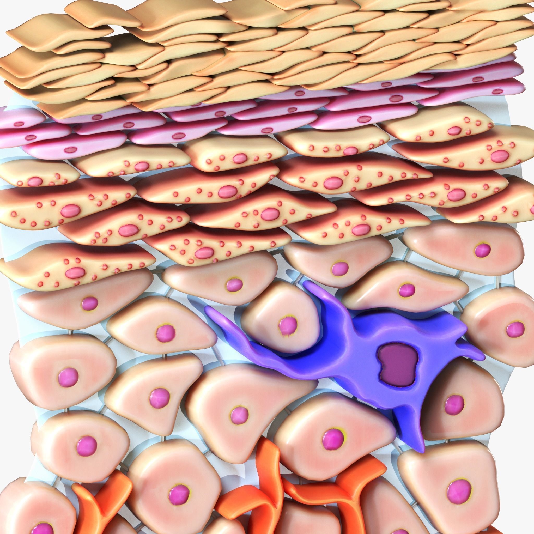 Epidermis Cross Section 3D model_2