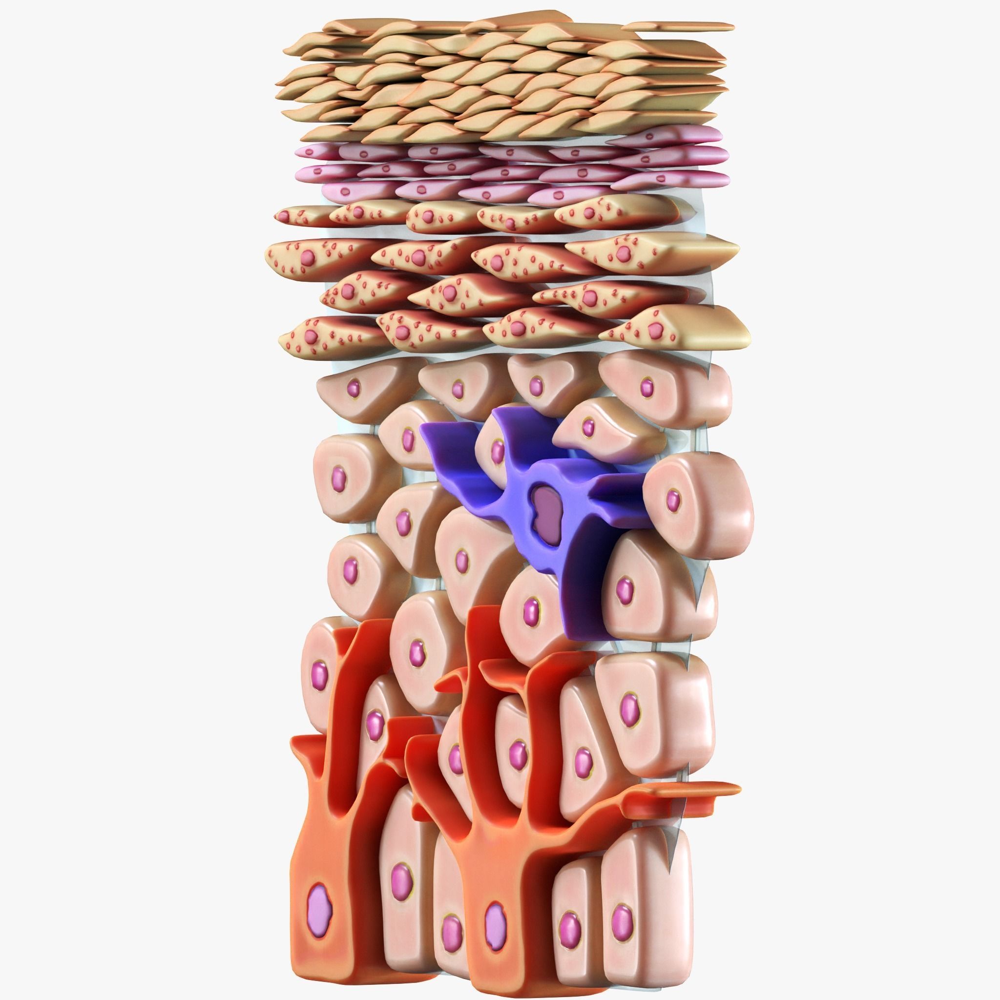 Epidermis Cross Section 3D model_4