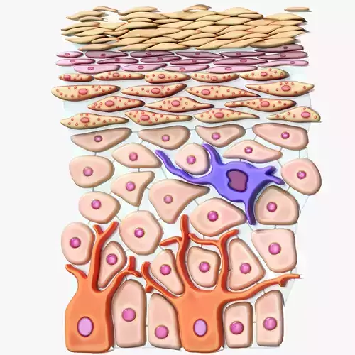Epidermis Cross Section 3D model