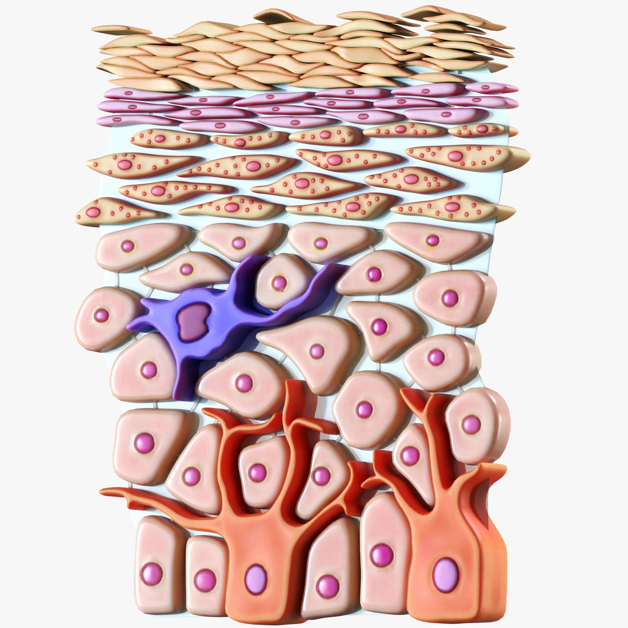 Epidermis Cross Section 3D model_1