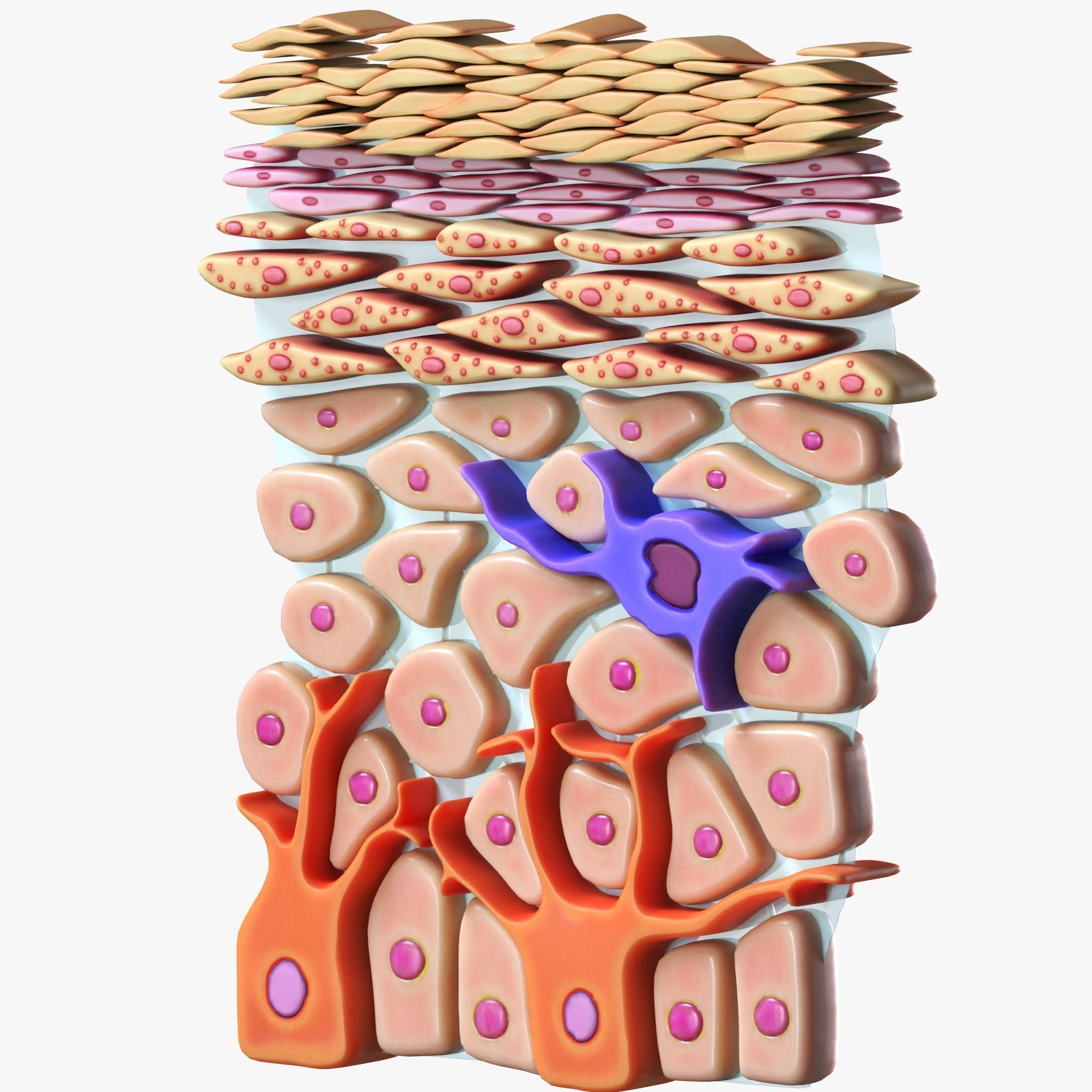 Epidermis Cross Section 3D model_7