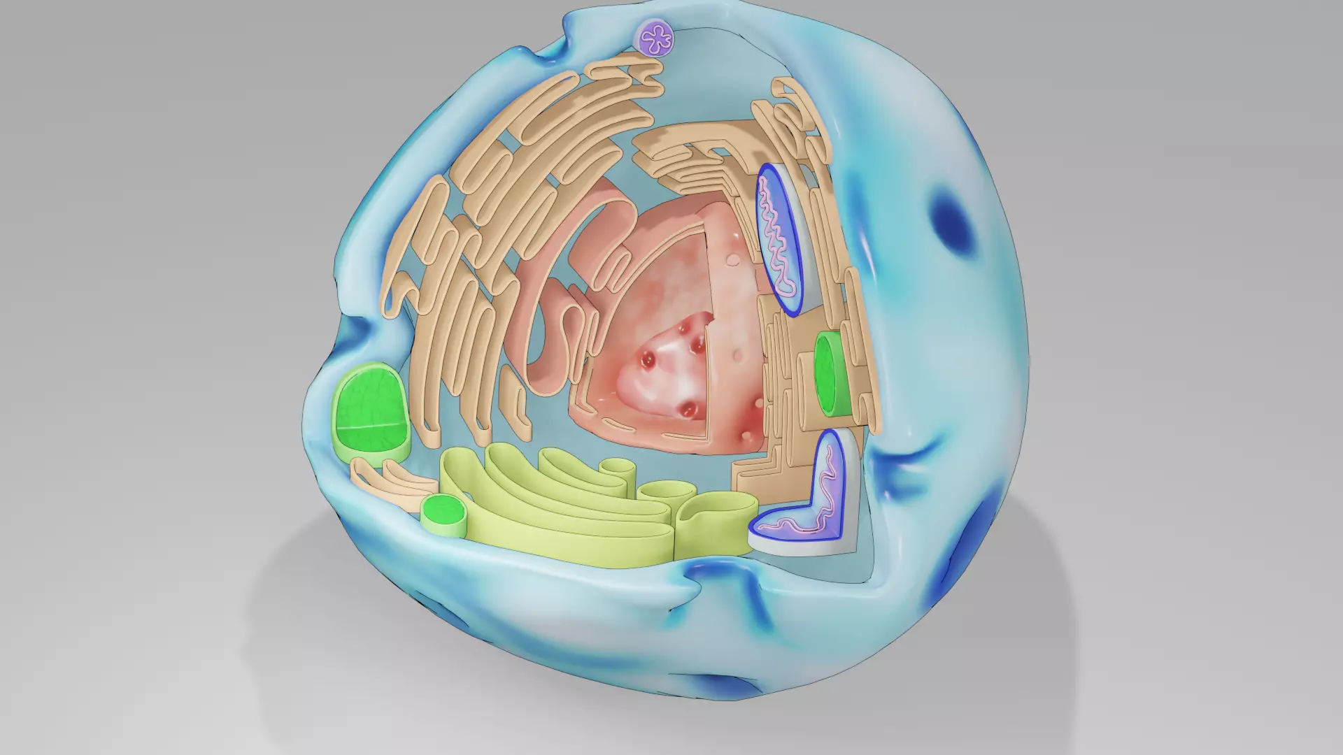human cell Low-poly 3D model