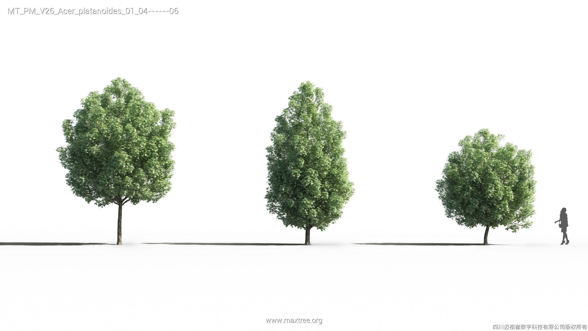 Maxtree Plant Models Vol 26 - Mesh 3D model_19