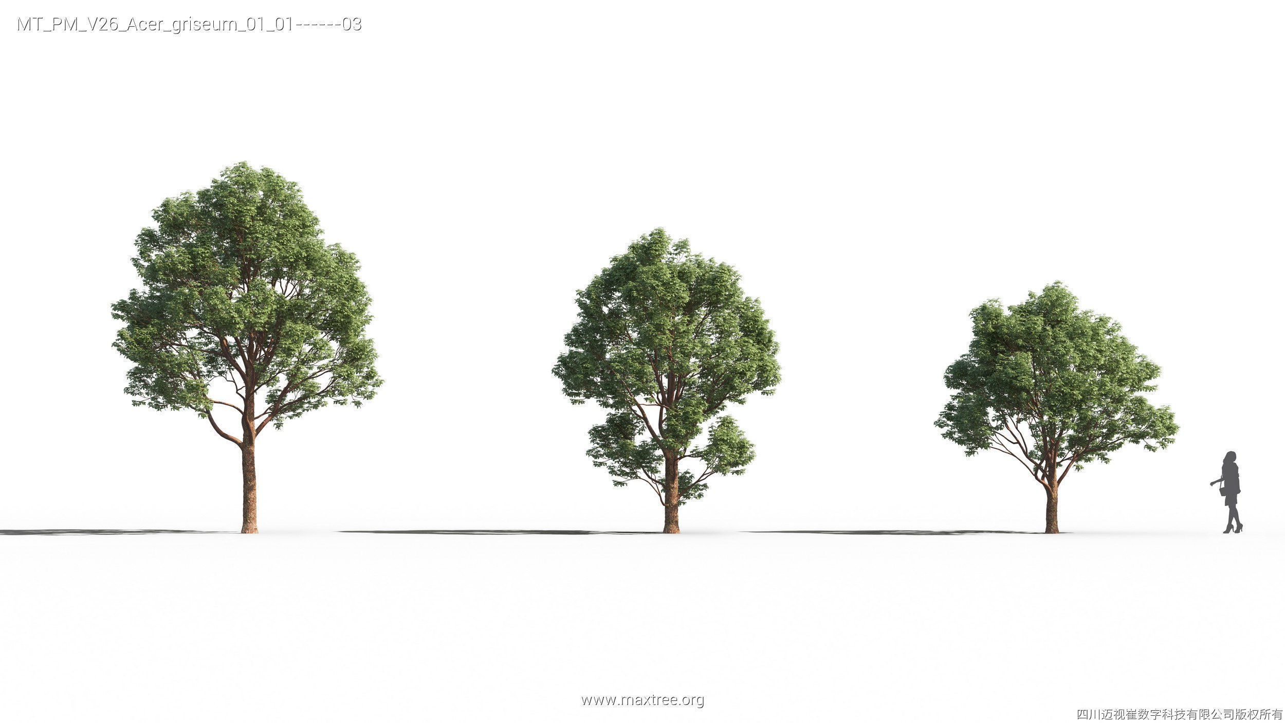 Maxtree Plant Models Vol 26 - Mesh 3D model_3