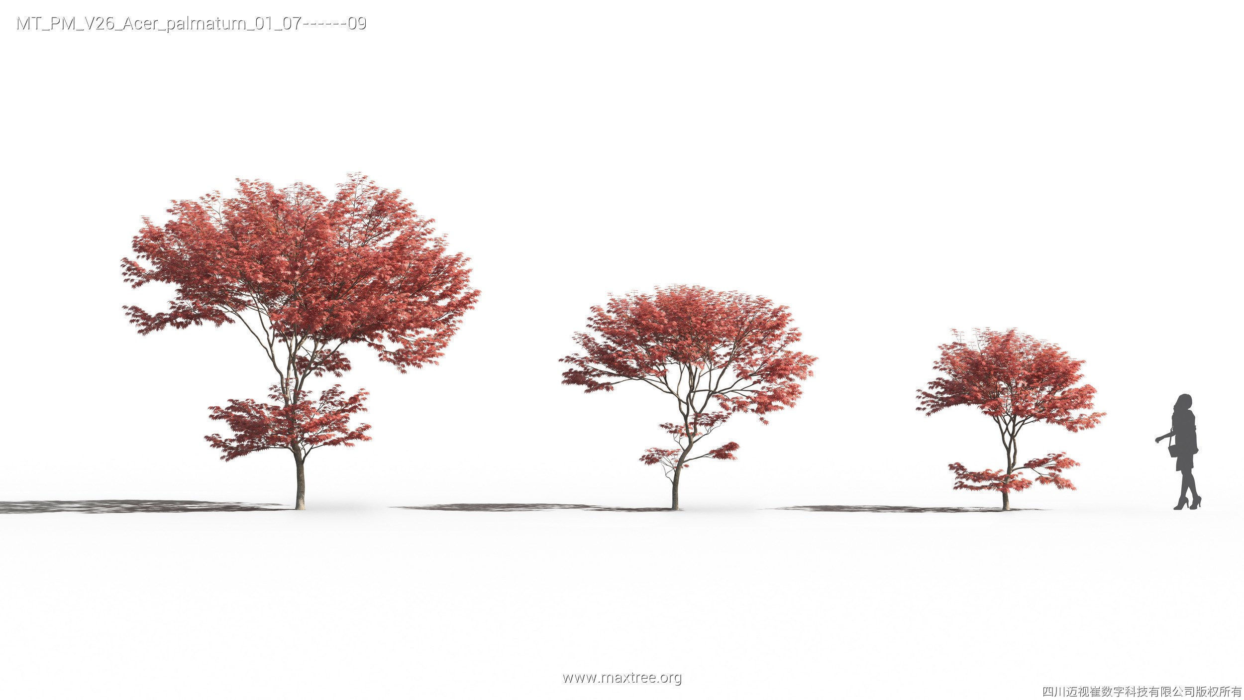 Maxtree Plant Models Vol 26 - Mesh 3D model_11