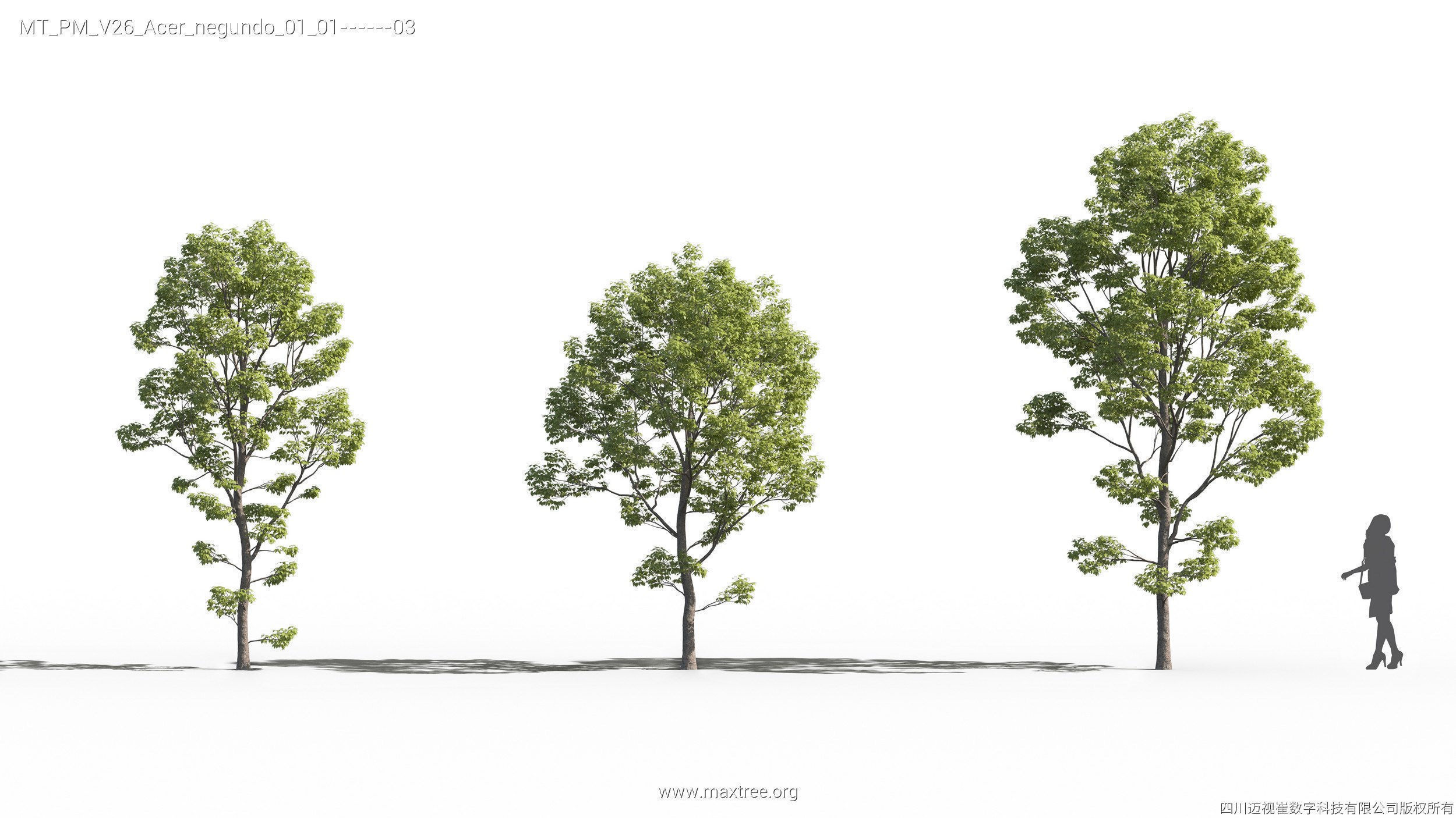 Maxtree Plant Models Vol 26 - Mesh 3D model_6