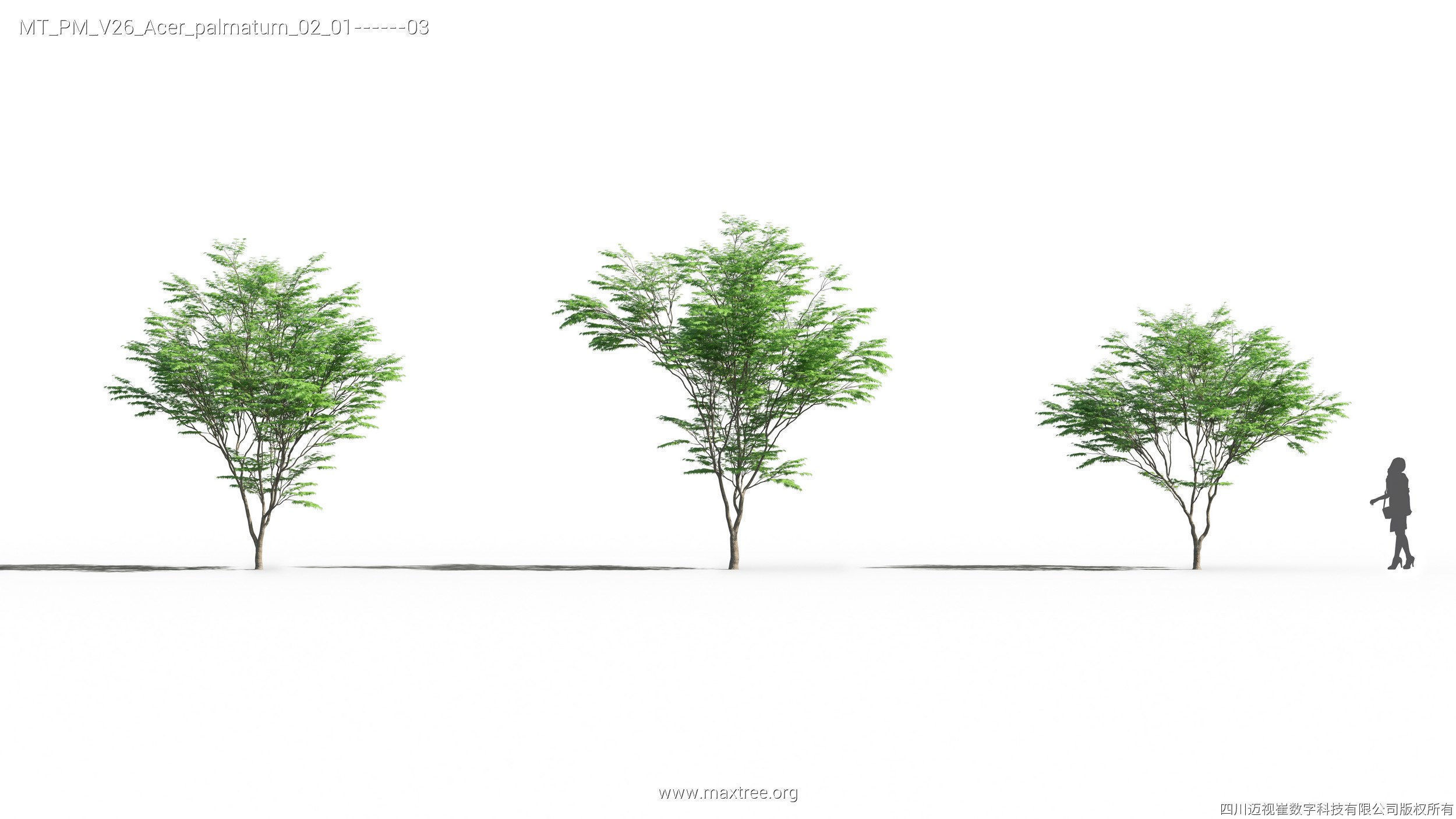 Maxtree Plant Models Vol 26 - Mesh 3D model_12
