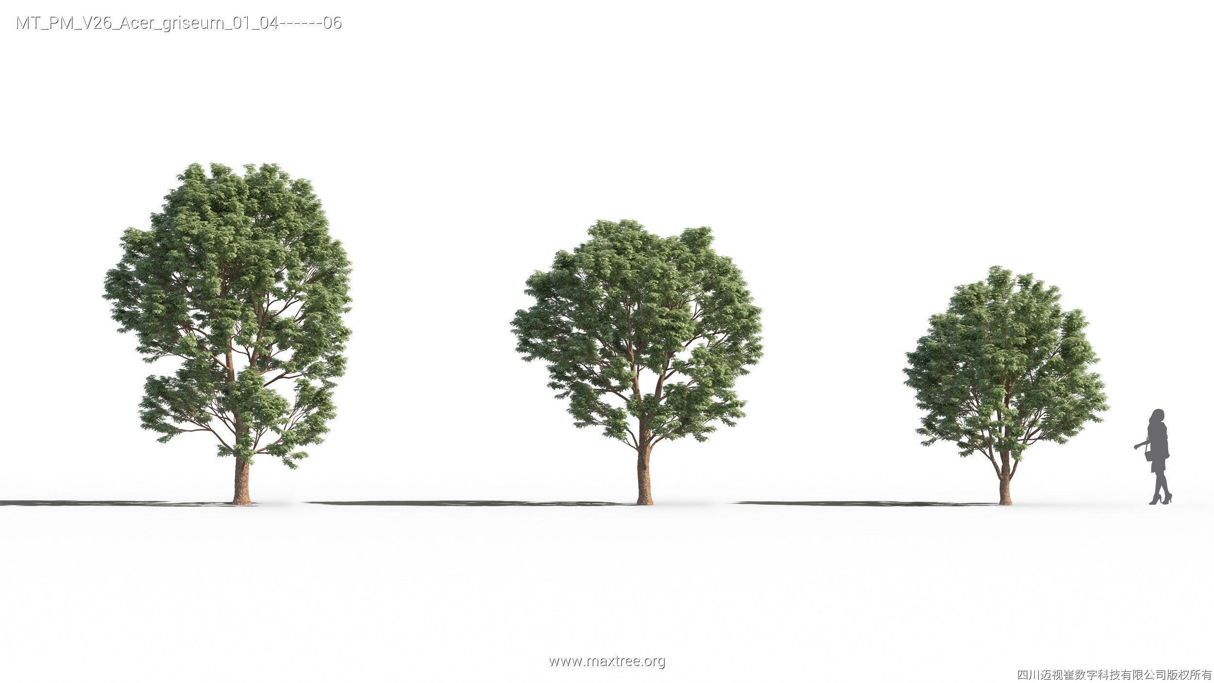 Maxtree Plant Models Vol 26 - Mesh 3D model_4