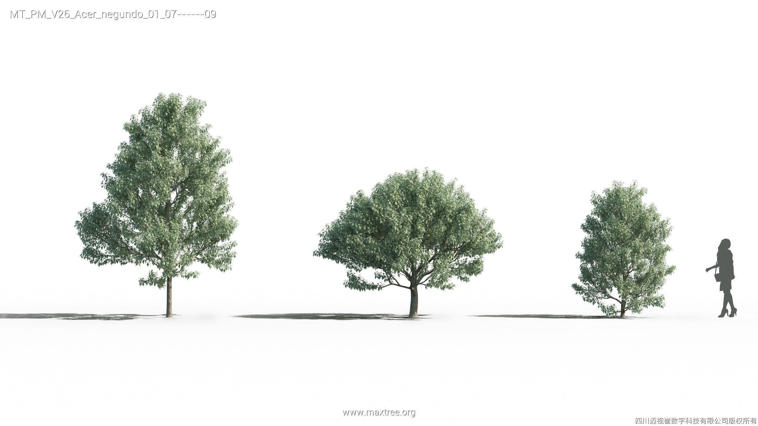 Maxtree Plant Models Vol 26 - Mesh 3D model_8