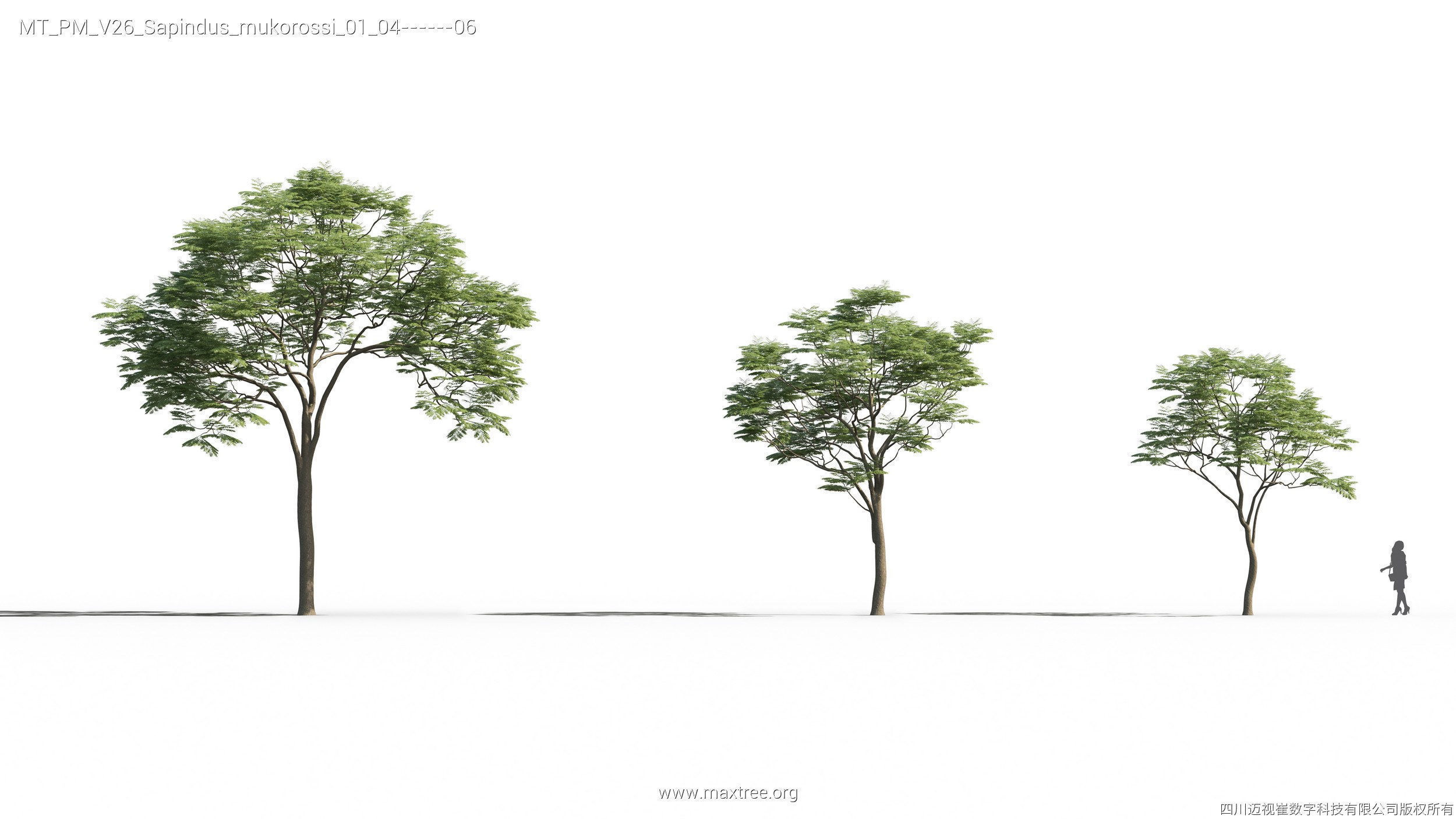Maxtree Plant Models Vol 26 - Mesh 3D model_24