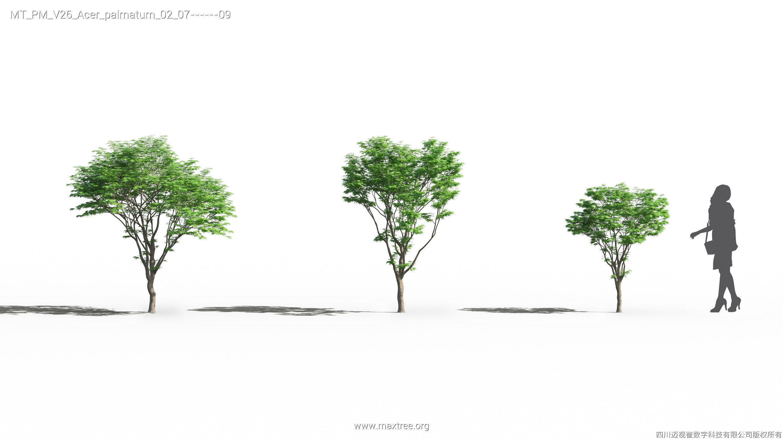 Maxtree Plant Models Vol 26 - Mesh 3D model_14