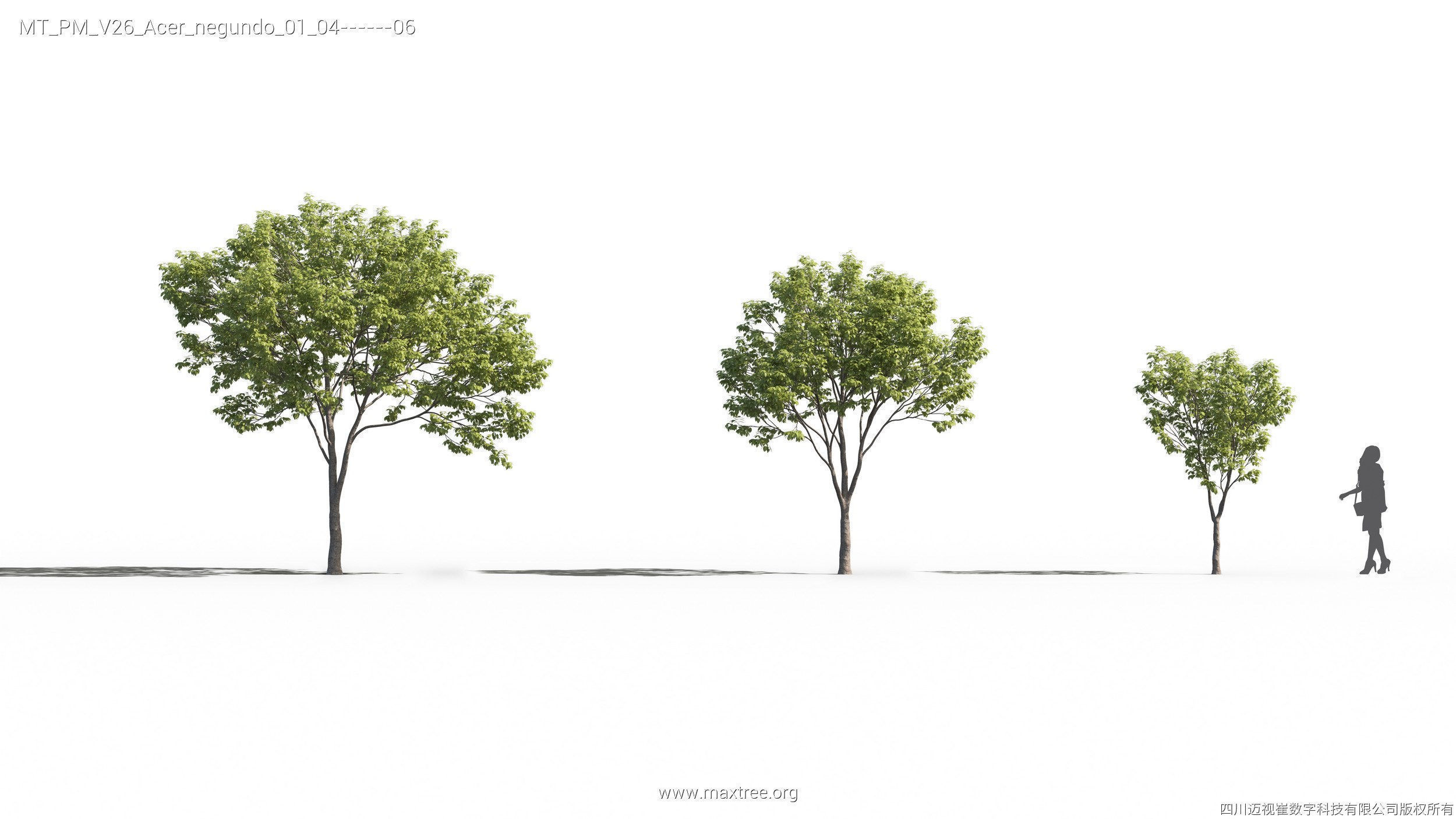 Maxtree Plant Models Vol 26 - Mesh 3D model_7